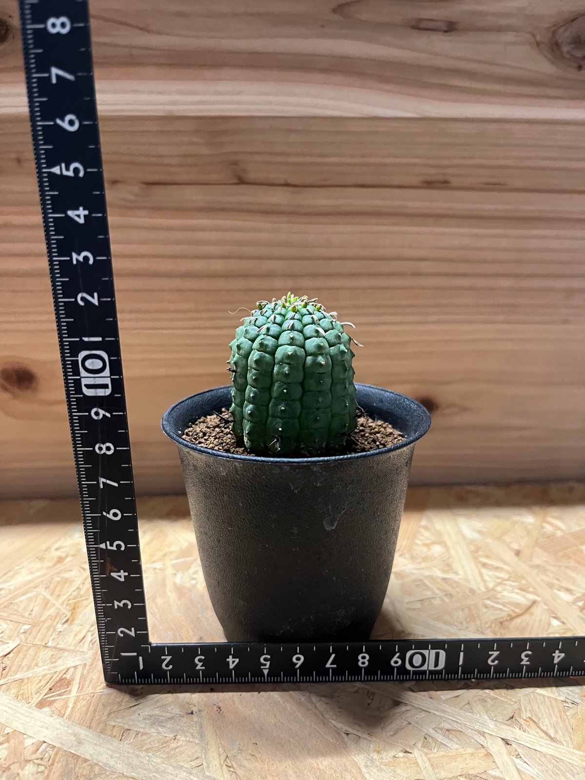 ユーフォルビア ステリスピナ 群星冠 | GREEN LUCK