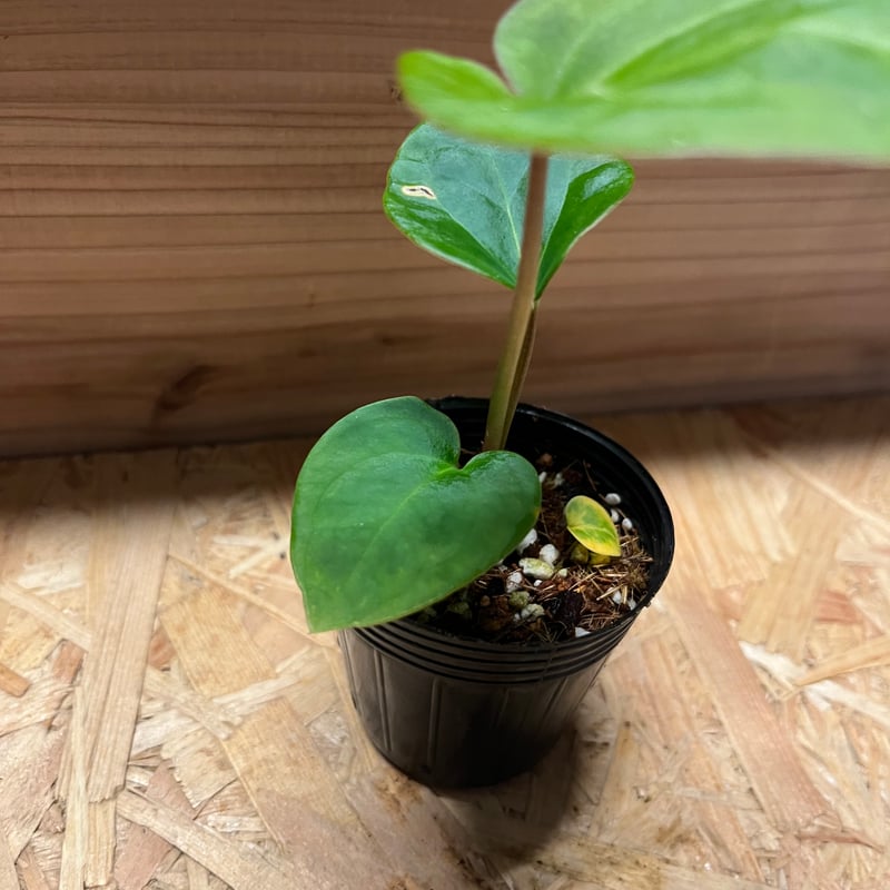 アンスリウム ハイブリッド aff.Besseae×Magnificum Verde | GR