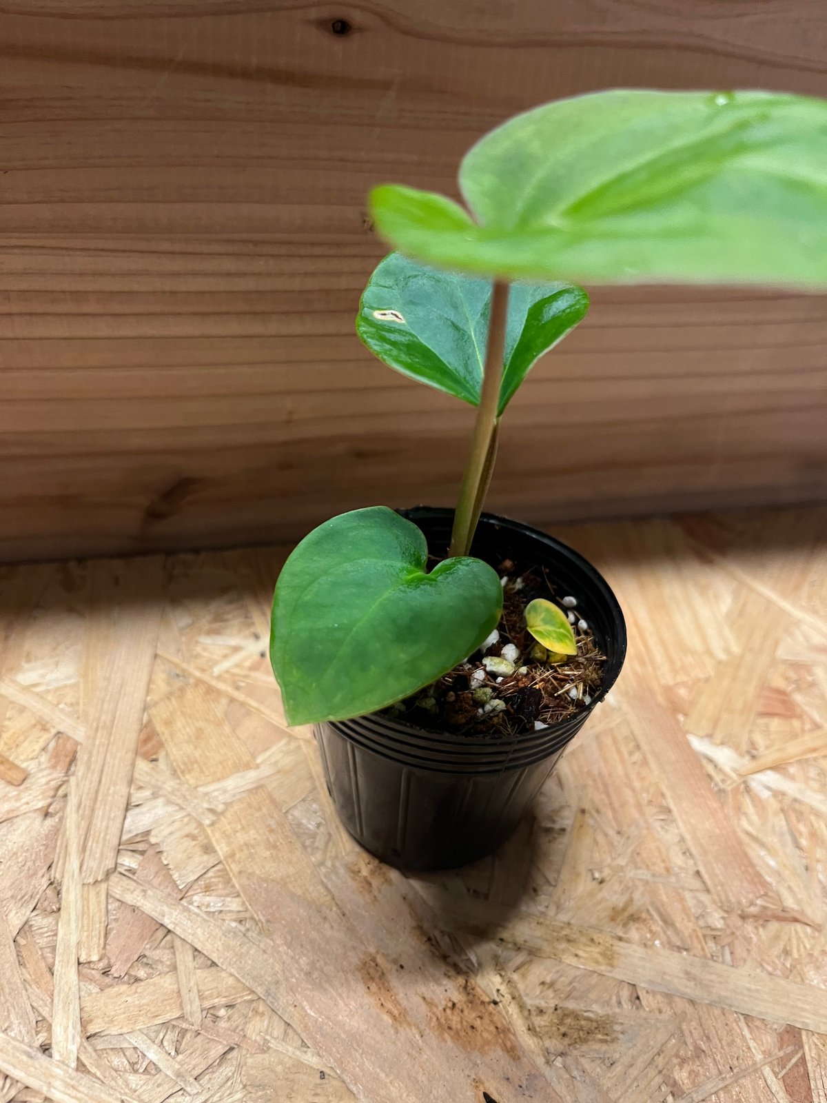 アンスリウム　ハイブリッド アンスリウム ハイブリッド aff.Besseae×Magnificum Verde | GR