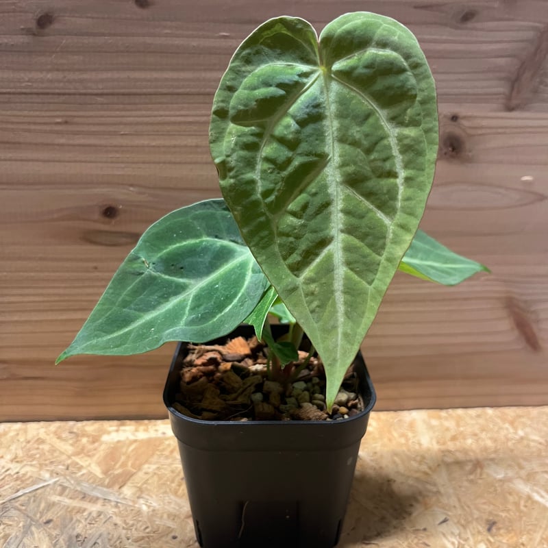 アンスリウム　マグニフィカム アンスリウム・マグニフィカムの育て方 | アンスリウムジャパン