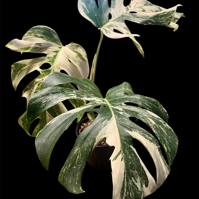 モンステラ ホワイトフェアリー （デリシオーサ×ボルシギアナ