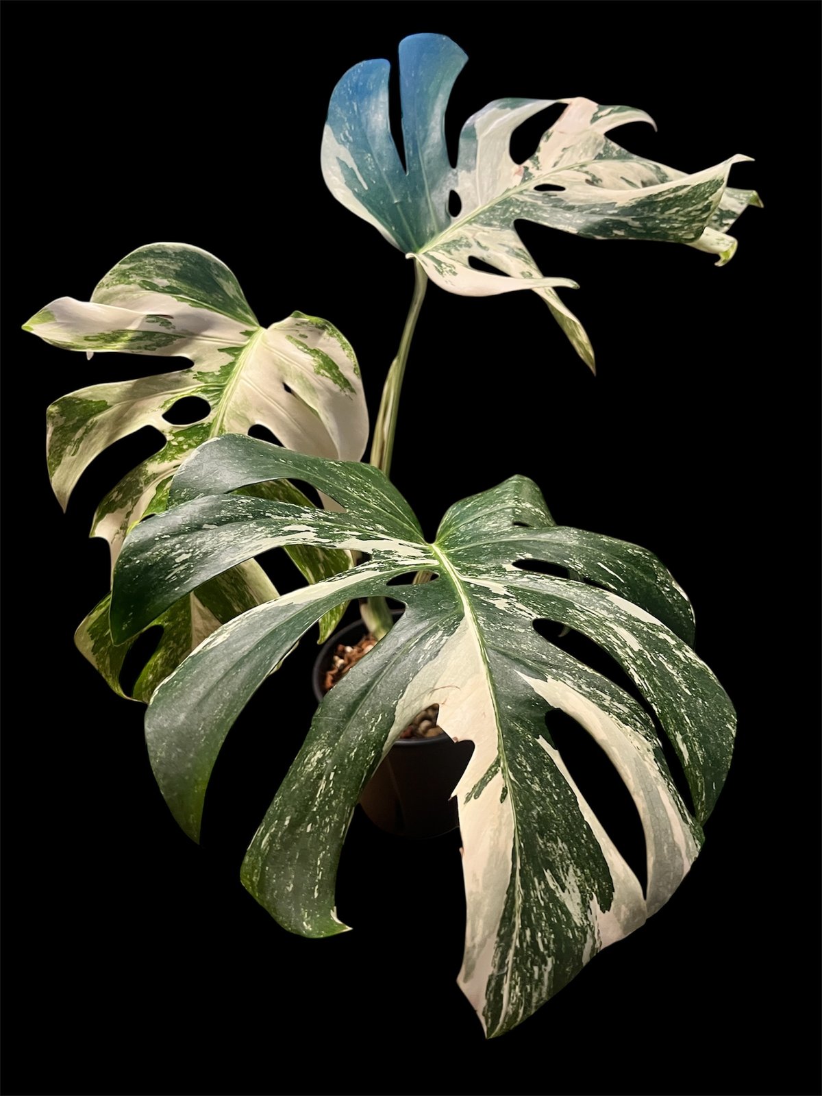 モンステラ35 斑入　シルバーホワイトティアーズ　デリシオーサ　最高個体　発根済 モンステラ 斑入 シルバーホワイトティアーズ デリシオーサ 発根