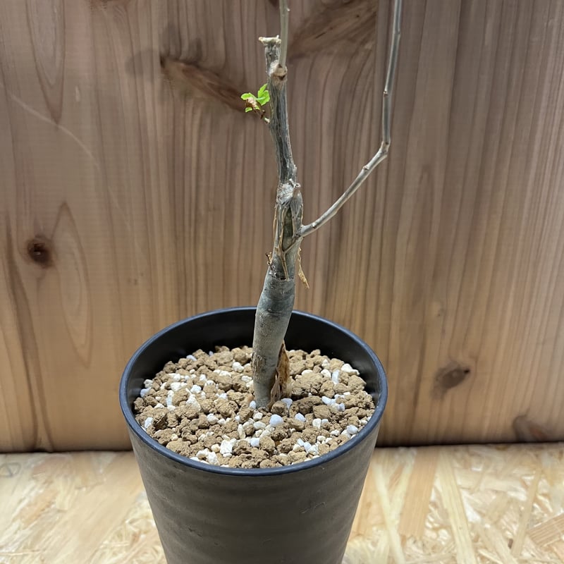 ブルセラ ファガロイデス | GREEN LUCK