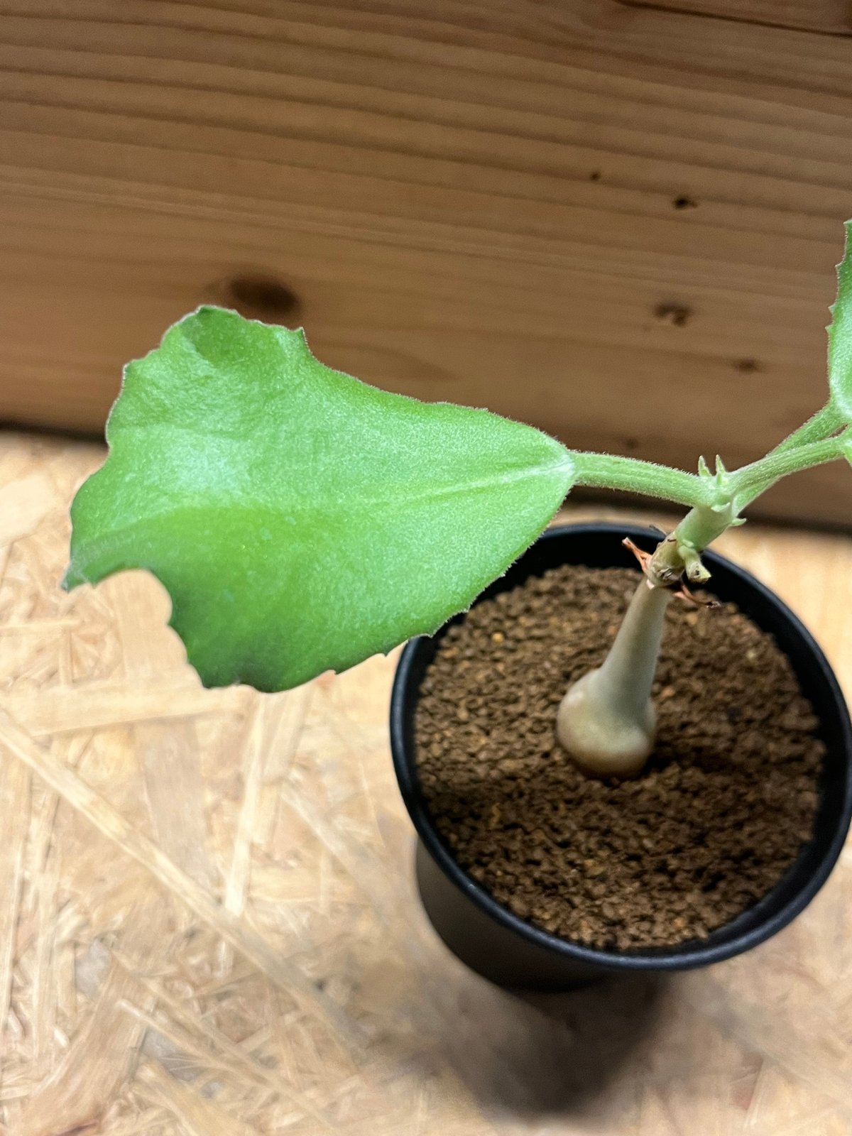 キフォステンマ ユター | GREEN LUCK