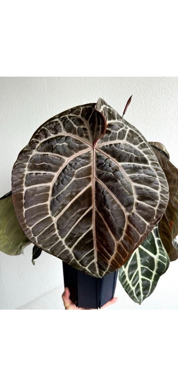 アンスリウム パンプキンスパイス×レッドクリスタル | GREEN LUCK