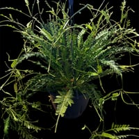 モンステラ デリシオーサ 'ポンポン' | GREEN LUCK