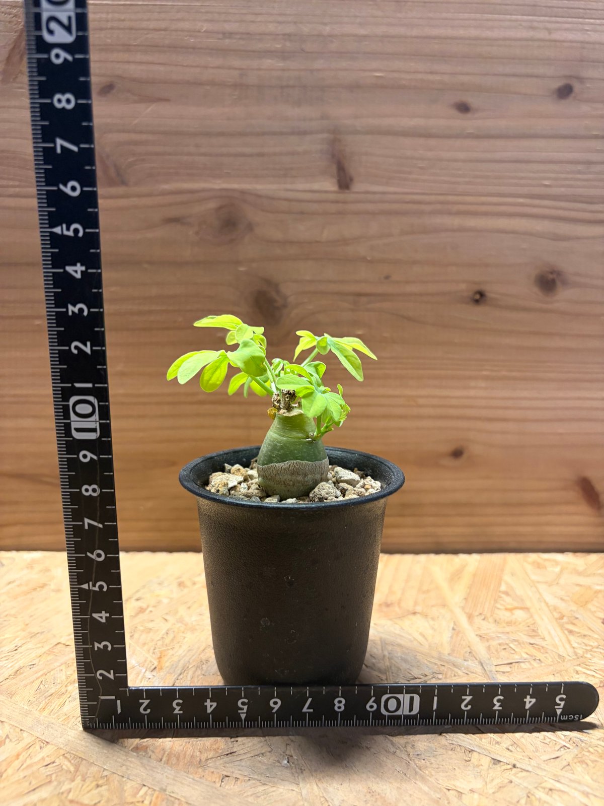 ラ*ウ様 アデニア グラウカ 3.5寸 お腹ぽっこり 太い大株 食べ盛り成長期 アデニア グラウカ | GREEN LUCK