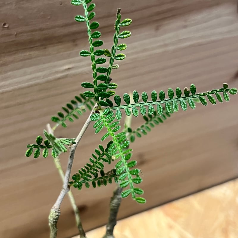 オペルクリカリア ヒファエノイデス | GREEN LUCK