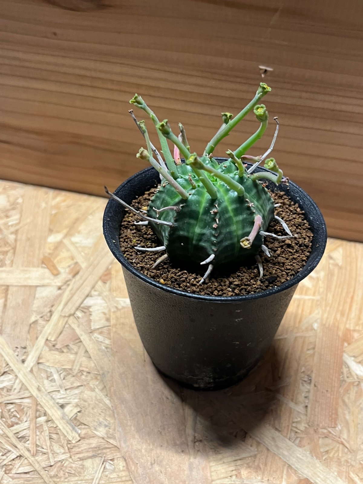 ユーフォルビア バリダ | GREEN LUCK