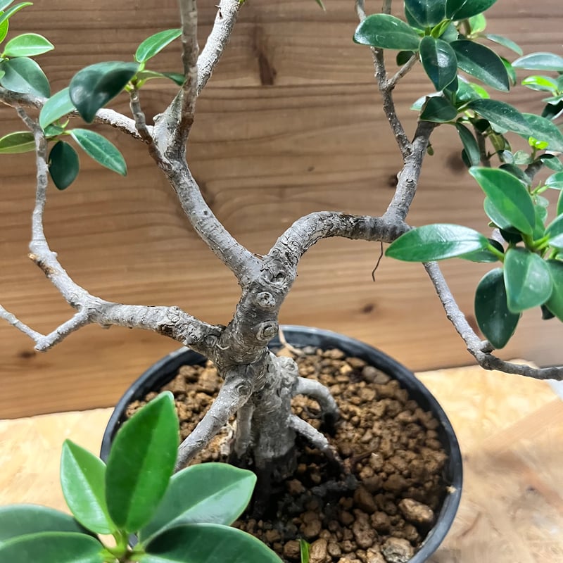 フィカス ミクロカルパ ガジュマル盆栽 | GREEN LUCK
