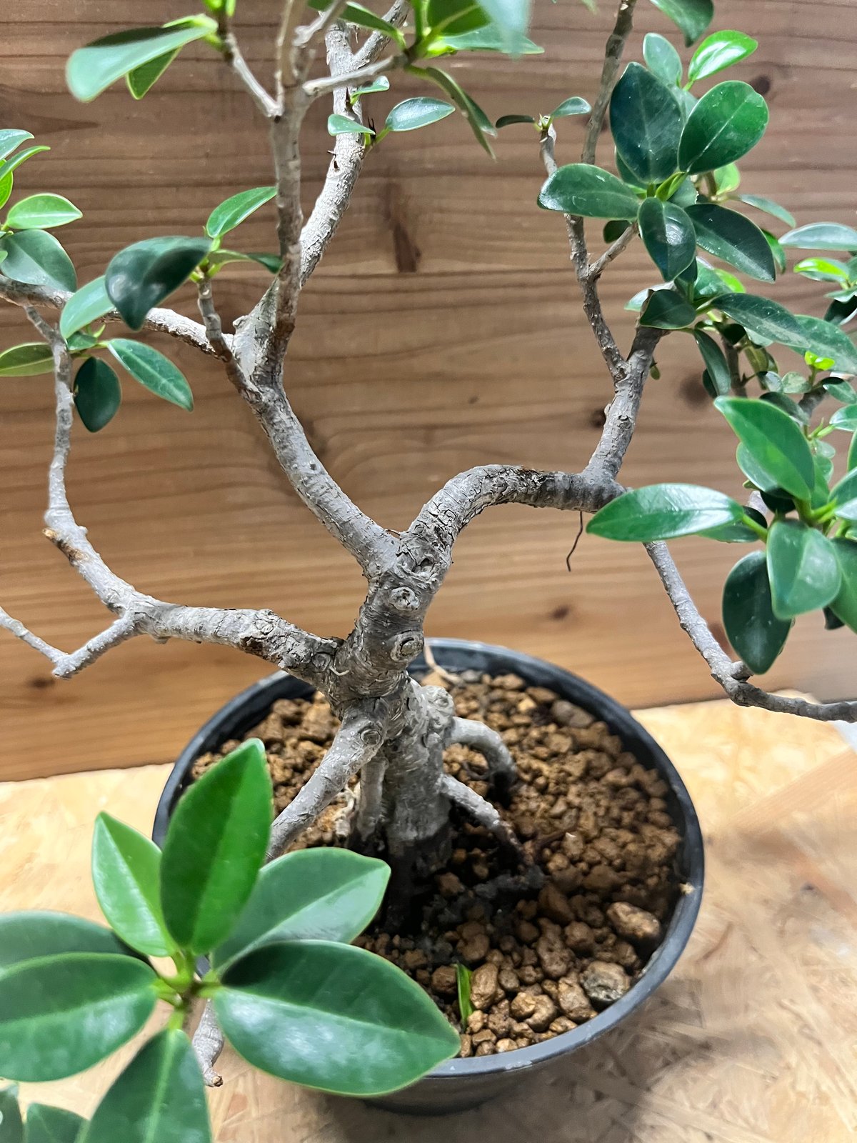 フィカス ミクロカルパ ガジュマル盆栽 | GREEN LUCK