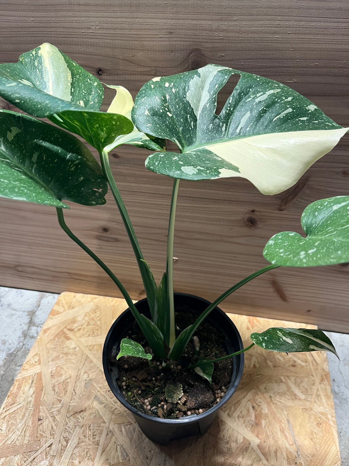 斑入りモンステラ イエローモンスター | GREEN LUCK