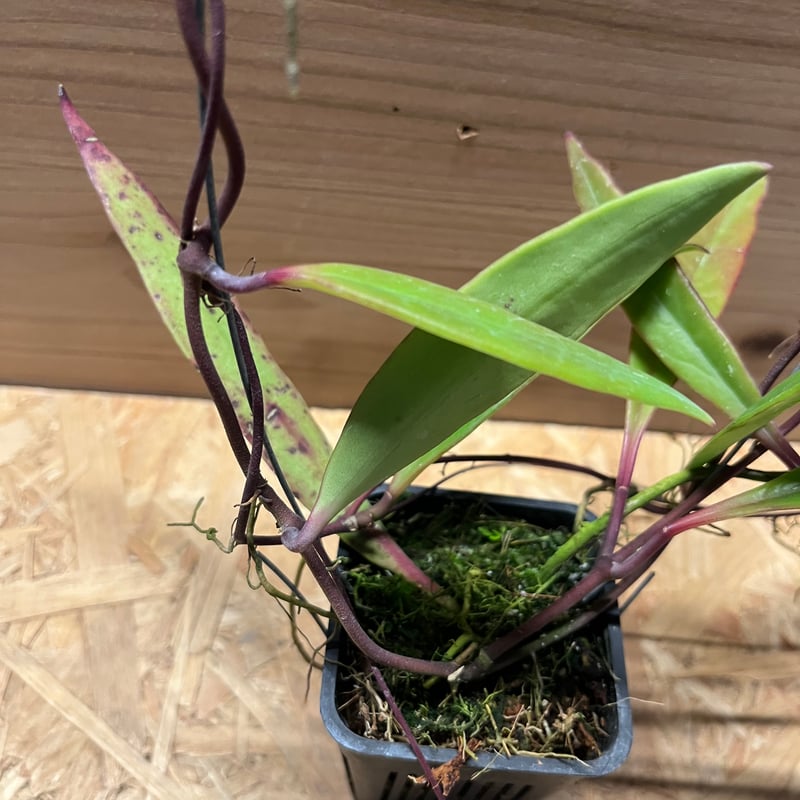 ホヤ スラウェシアナ | GREEN LUCK