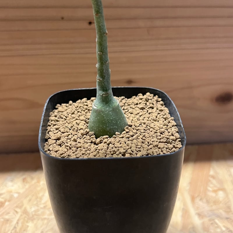 アデニア グラウカ | GREEN LUCK