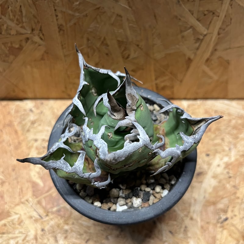 アガベ オテロイ オアハカ ウリエル株 | GREEN LUCK