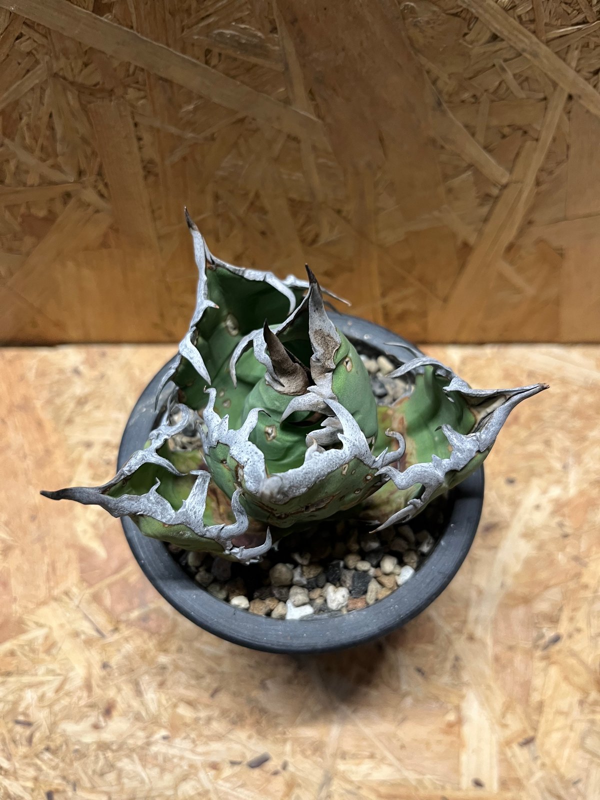 アガベ オテロイ オアハカ ウリエル株 | GREEN LUCK