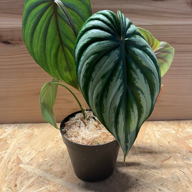 ➁【イルセマニー】フィロデンドロンの最高峰！トップカット アロイド フォロー割 ➁【イルセマニー】フィロデンドロンの最高峰！トップカット アロイド