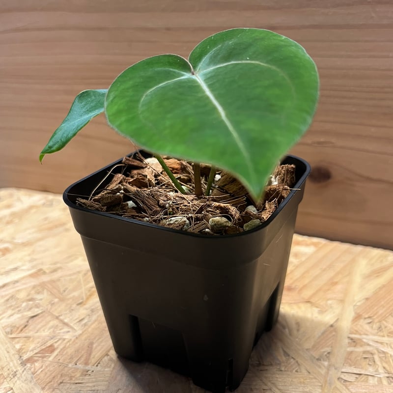 アンスリウム ホフマニー×Carlablackiae | GREEN LUCK