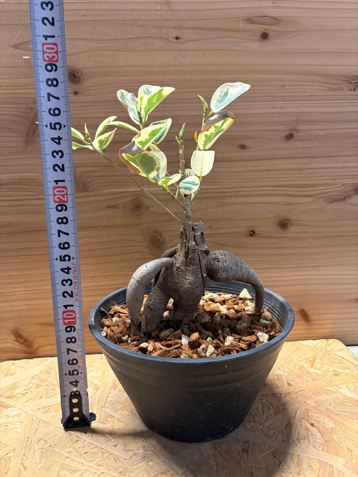 パンダガジュマル 斑入り | GREEN LUCK