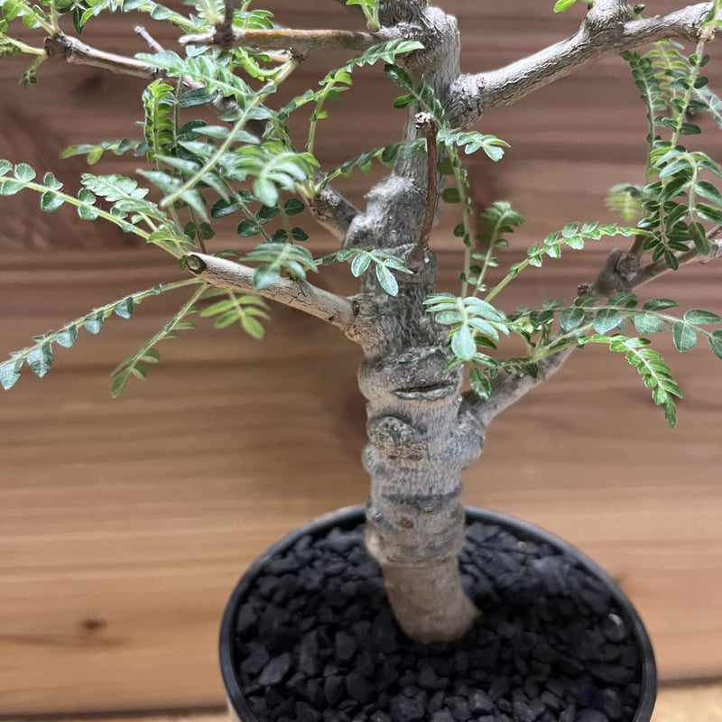 ボスウェリア ネグレクタ | GREEN LUCK