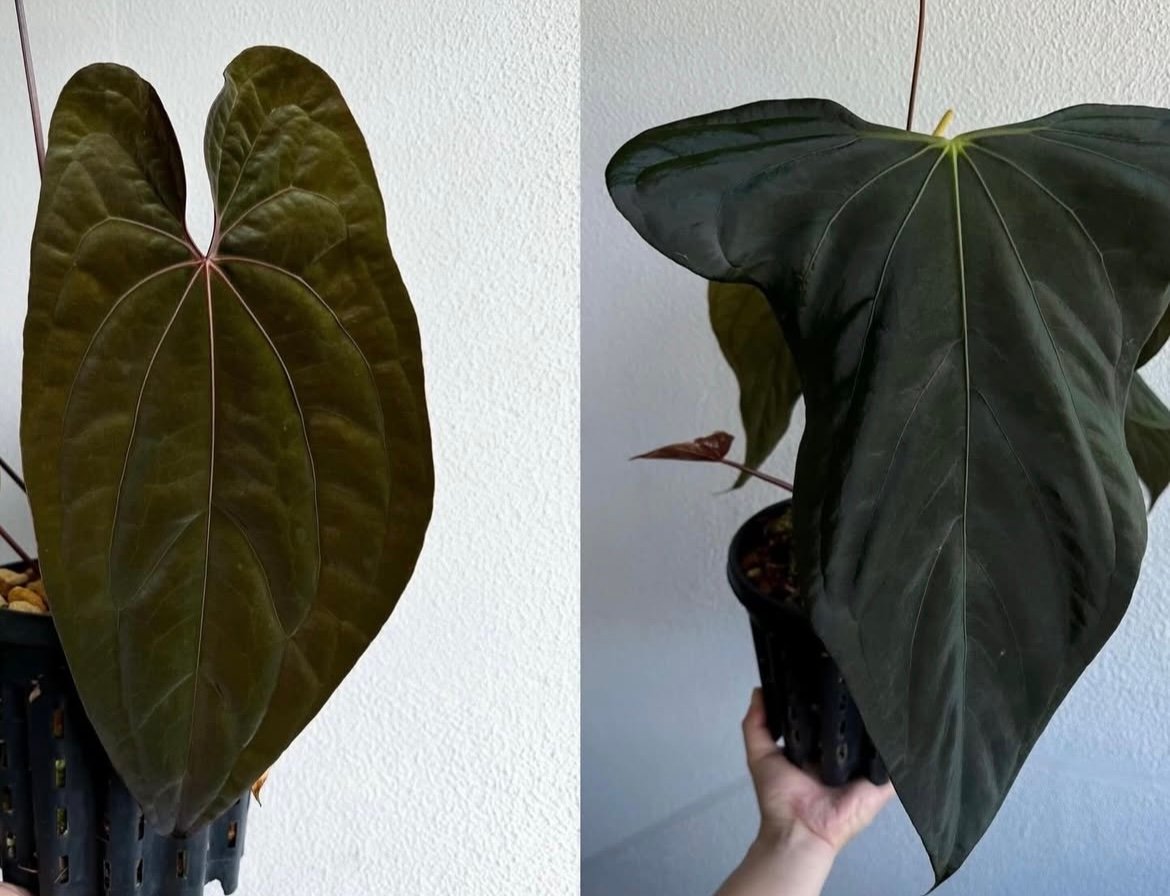 k　アンスリウム レッド ダークフェニックス アンスリウム・レッドダークフェニックス 4号 | Plants Shop Big