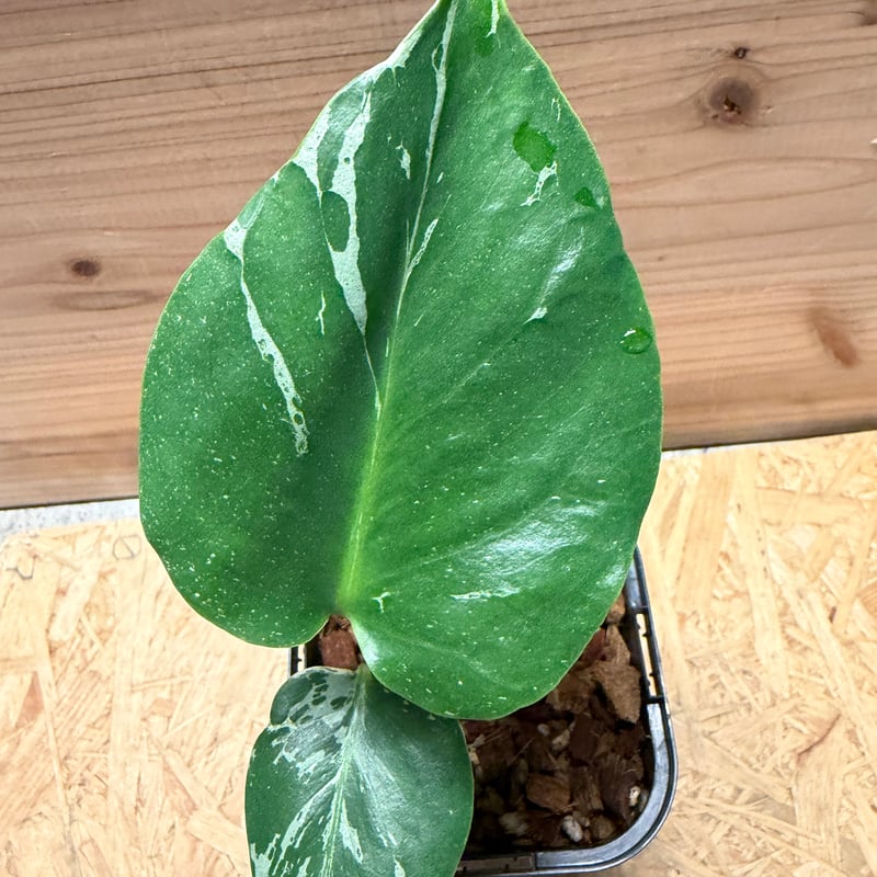 モンステラ デリシオーサ 'バルバソー' | GREEN LUCK
