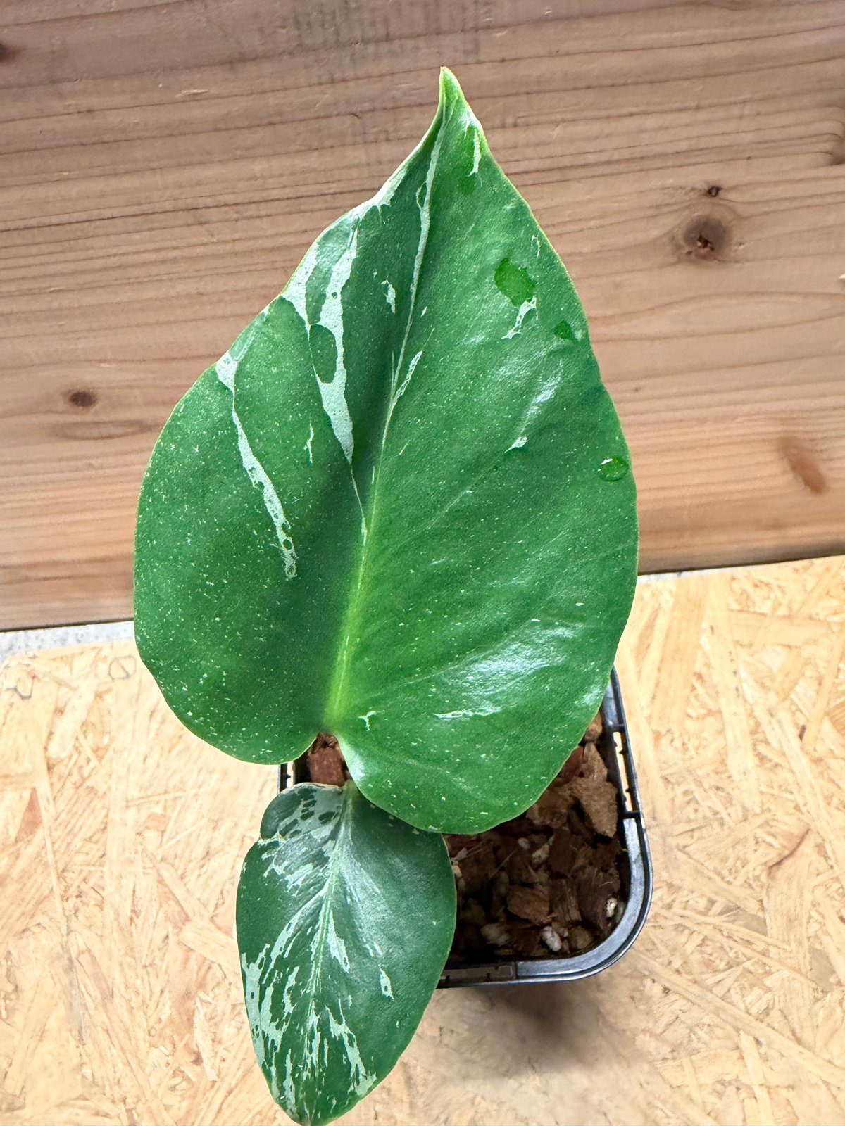 モンステラ デリシオーサ 'バルバソー' | GREEN LUCK