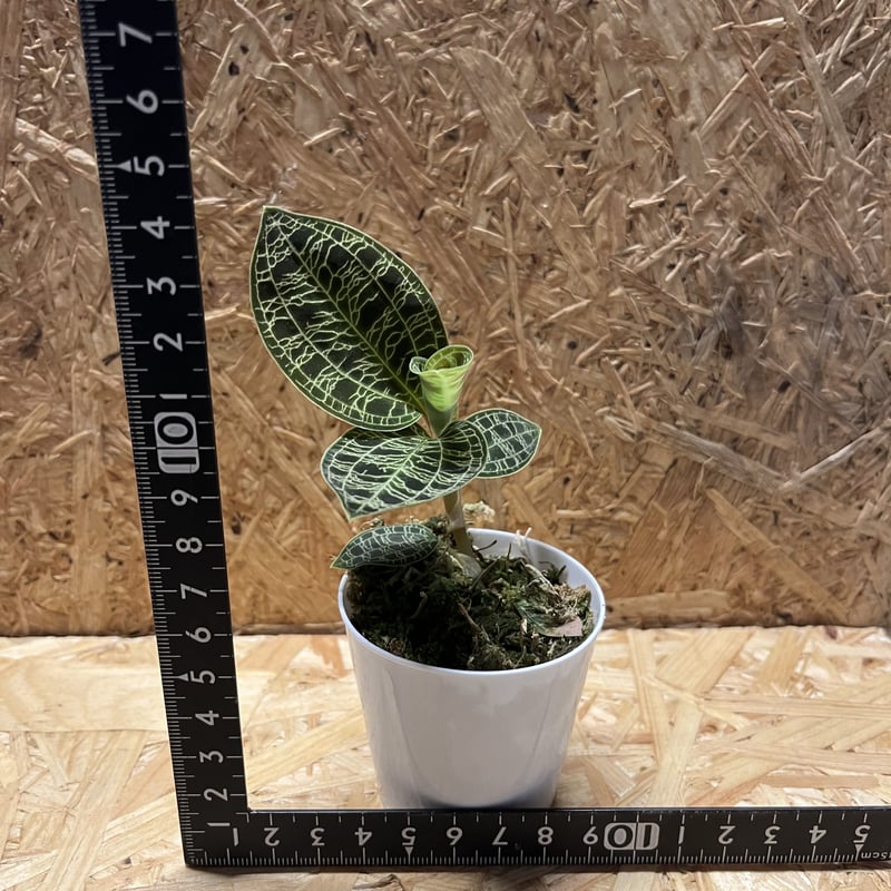 ジュエルオーキッド マコデスペトラ | GREEN LUCK