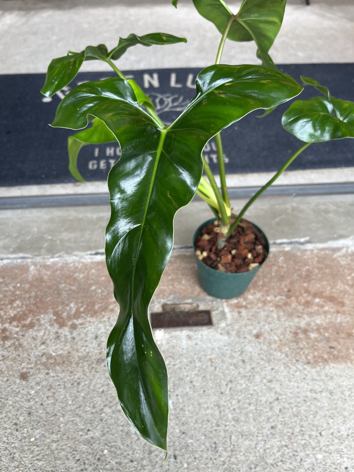 フィロデンドロンメキシカナム フィロデンドロンメキシカナムphilodendron mexicanum