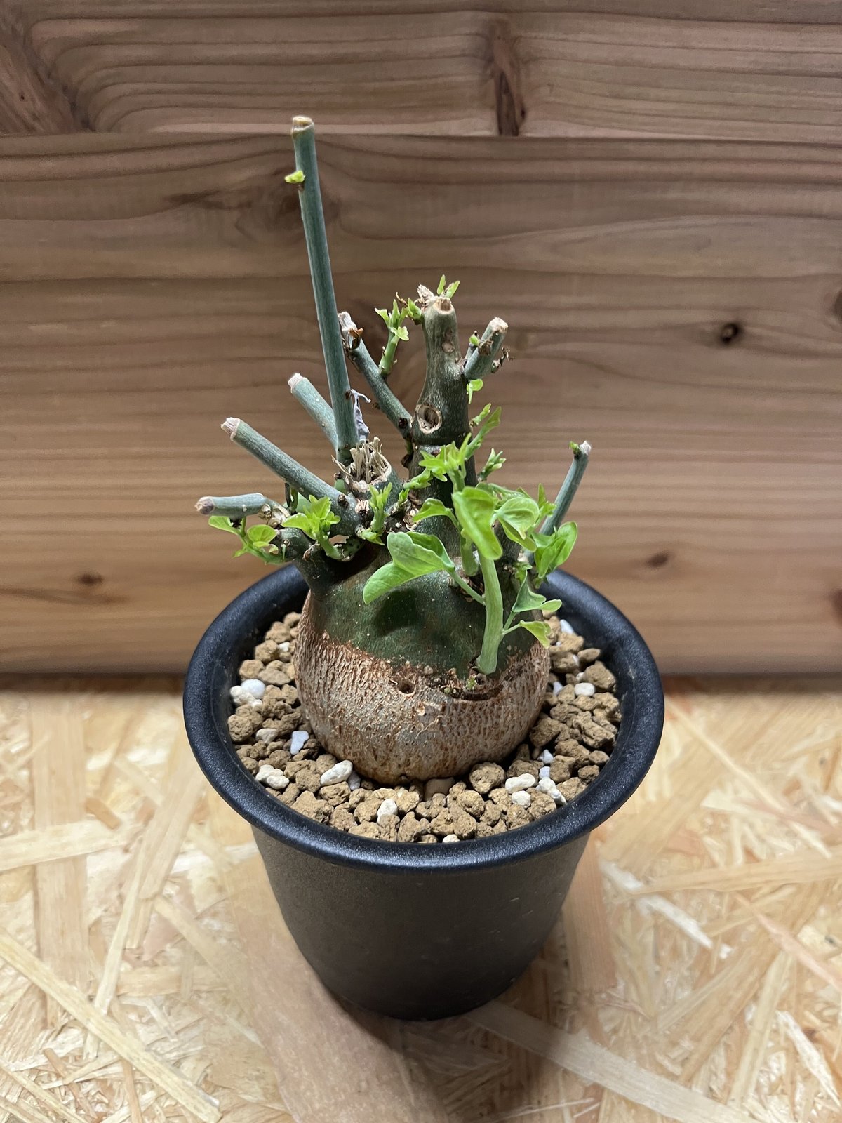 アデニア スピノーサ | GREEN LUCK