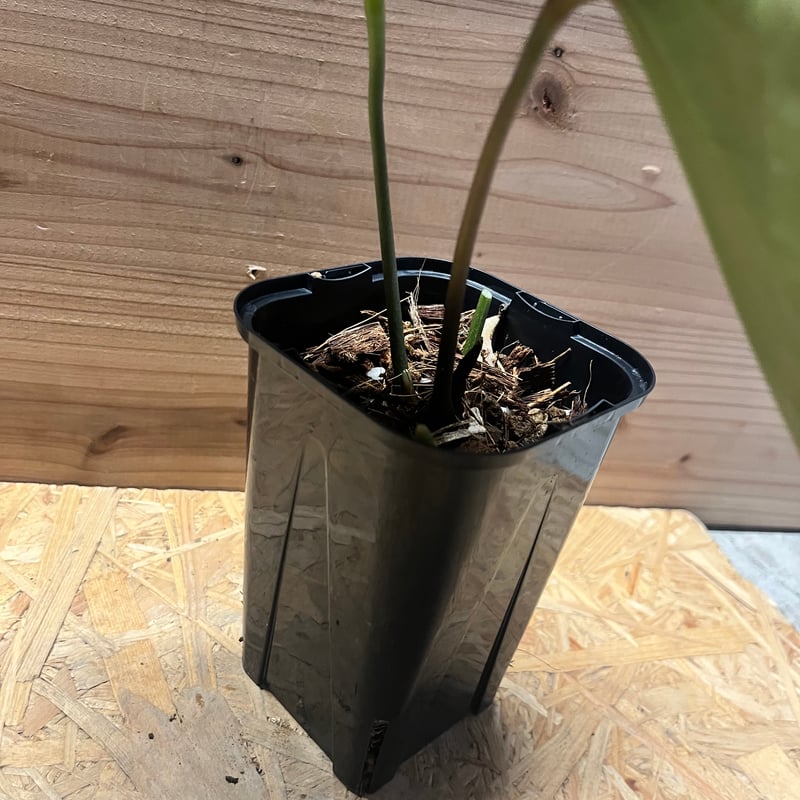 アンスリウム 'キングオブスペード' | GREEN LUCK