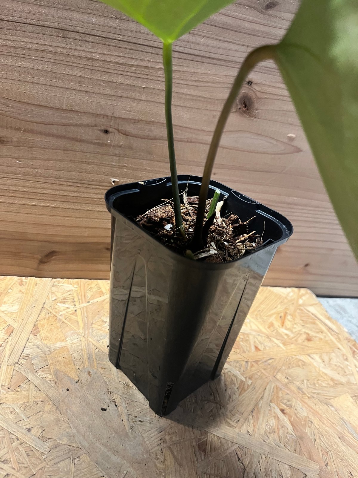 アンスリウム 'キングオブスペード' | GREEN LUCK