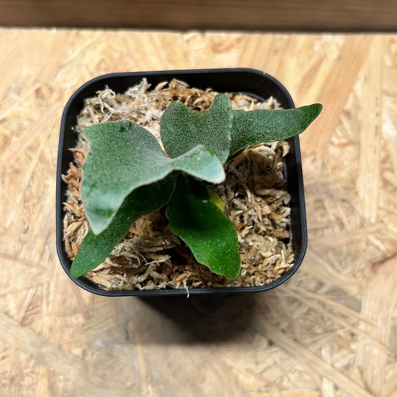 ＊ビカクシダ　yellow moon dwarf spore 3.5号＊ ⑤ ビカクシダ yellow moon dwarf spore 3.5号＊ ビカクシダ yellow