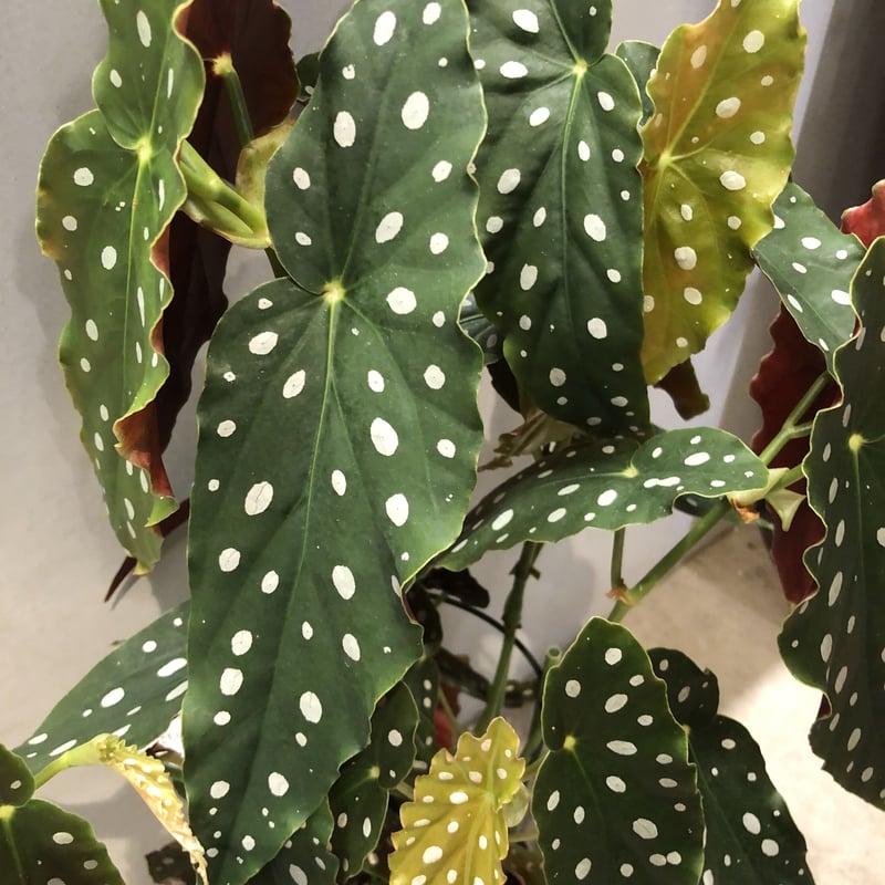 ベゴニア マクラータ | GREEN LUCK