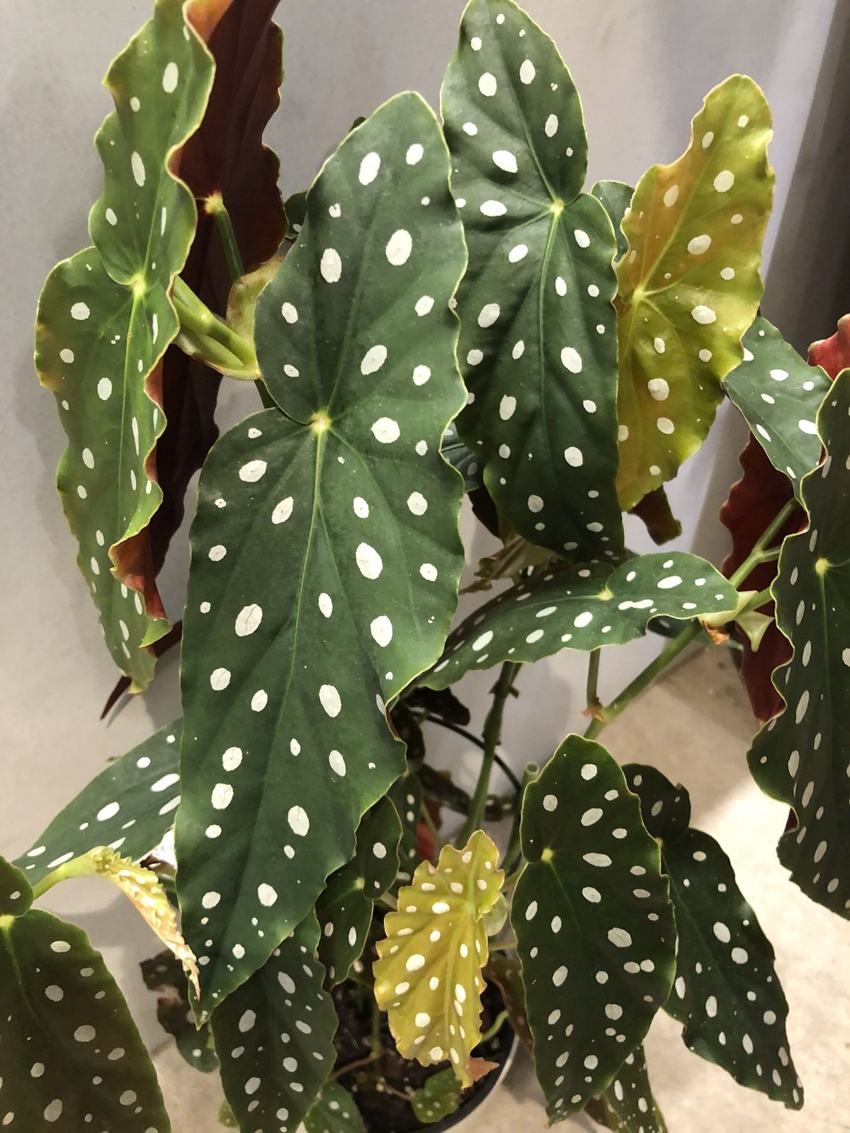 ベゴニア マクラータ | GREEN LUCK