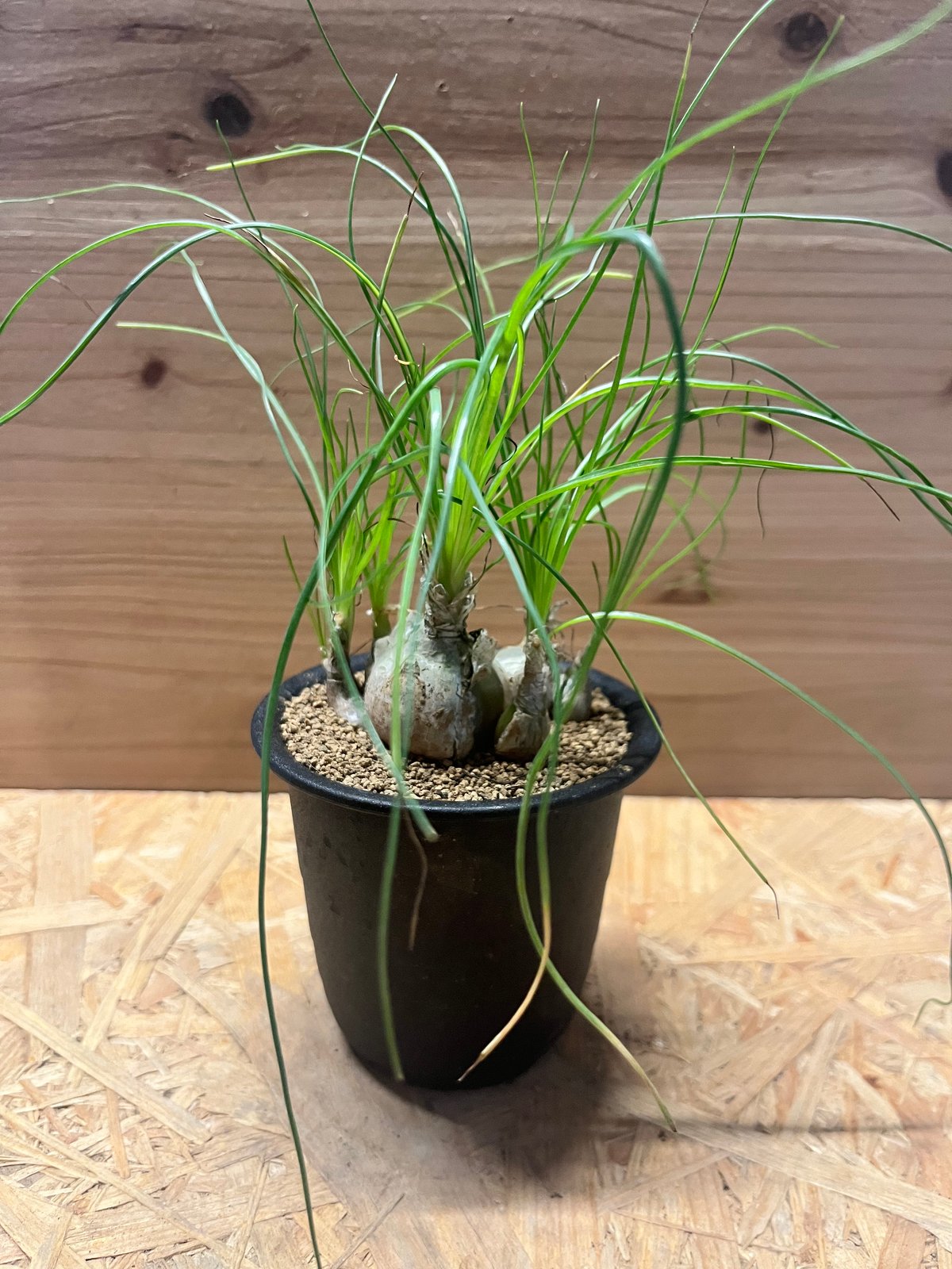 アルブカ・フミリス dショッピング |（多肉植物）アルブカ フミリス 3号（1鉢