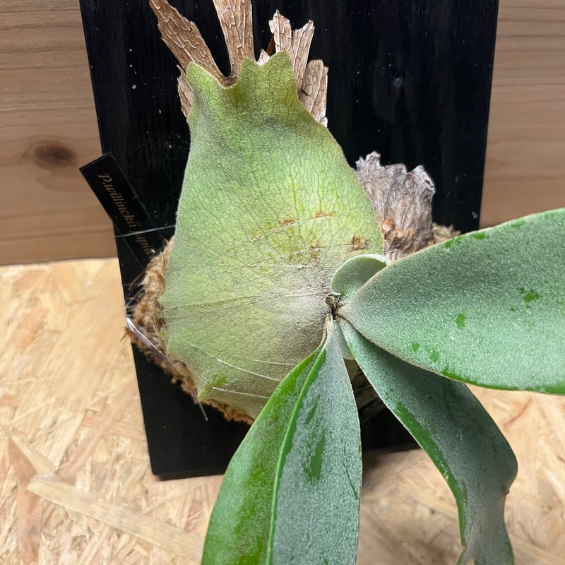 中株 willinckii sailor jupiterウィリンキービカクシダ ビカクシダ ウィリンキー セーラージュピター | GREEN LUCK