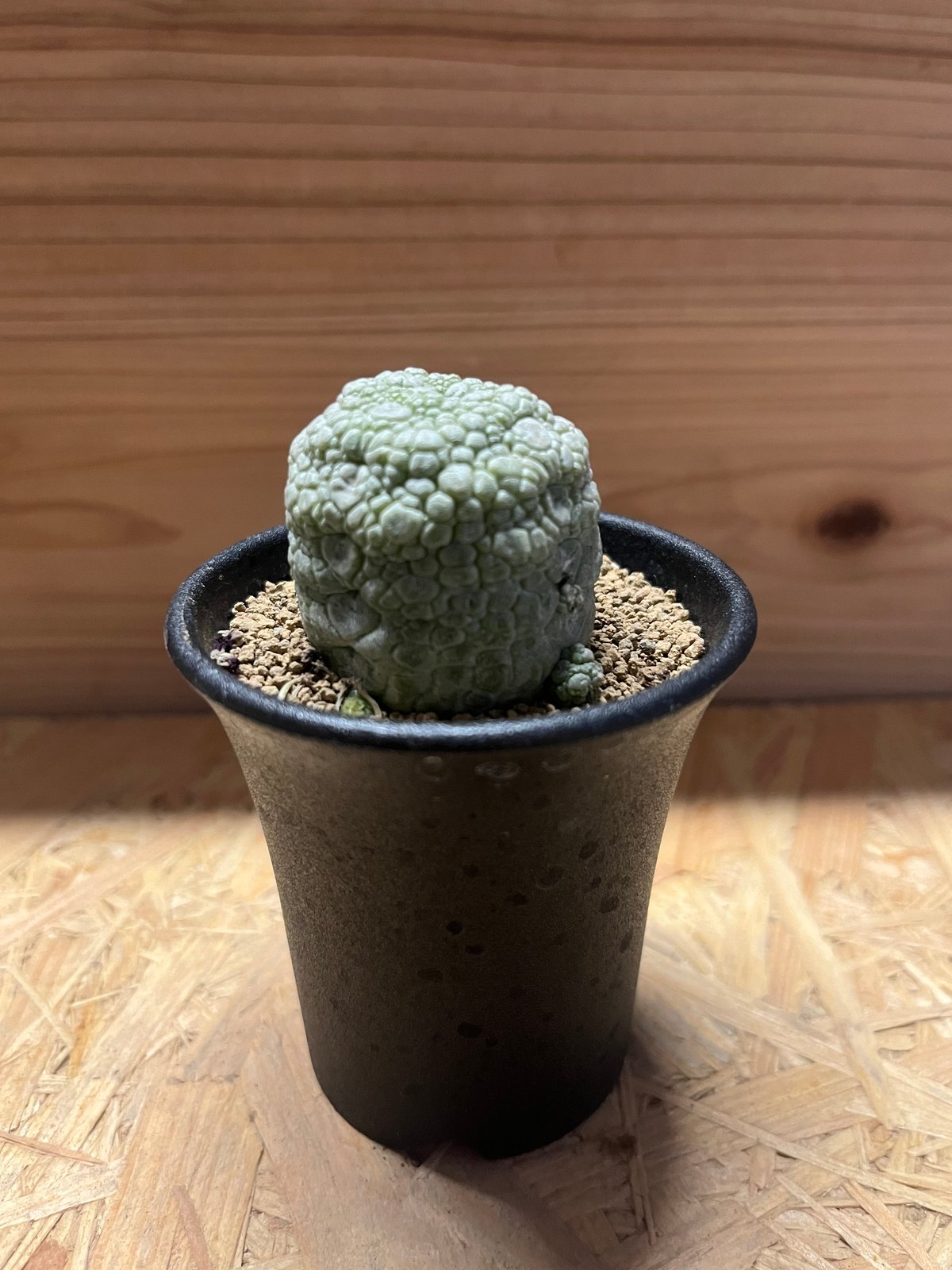 プセウドリトス ミギウルティヌス | GREEN LUCK