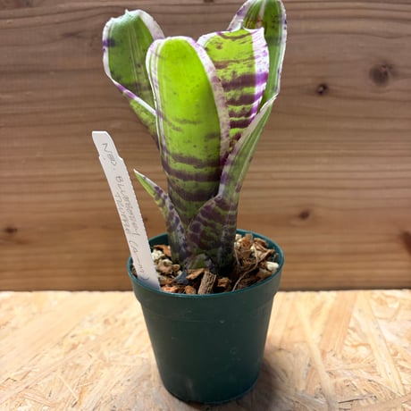 ネオレゲリア | STORES