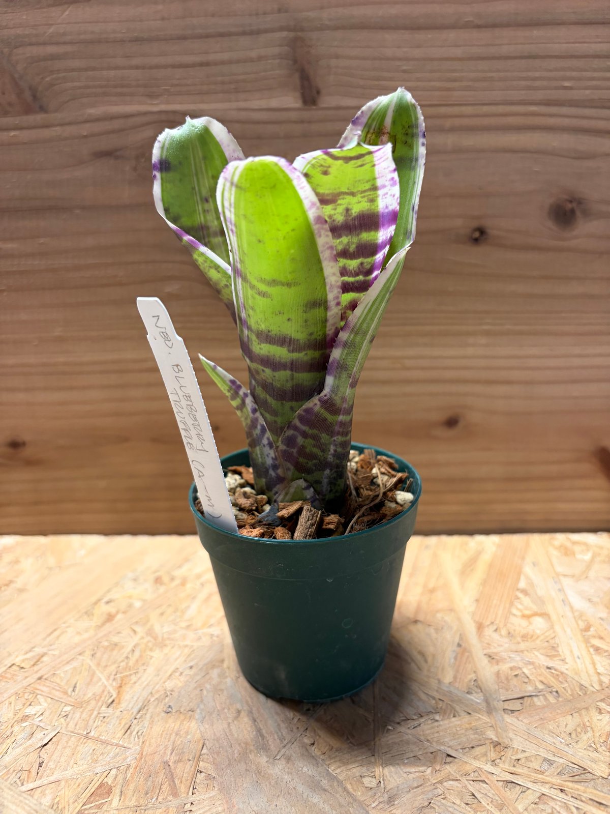 ネオレゲリア 'ブルーベリートリュフ' | GREEN LUCK