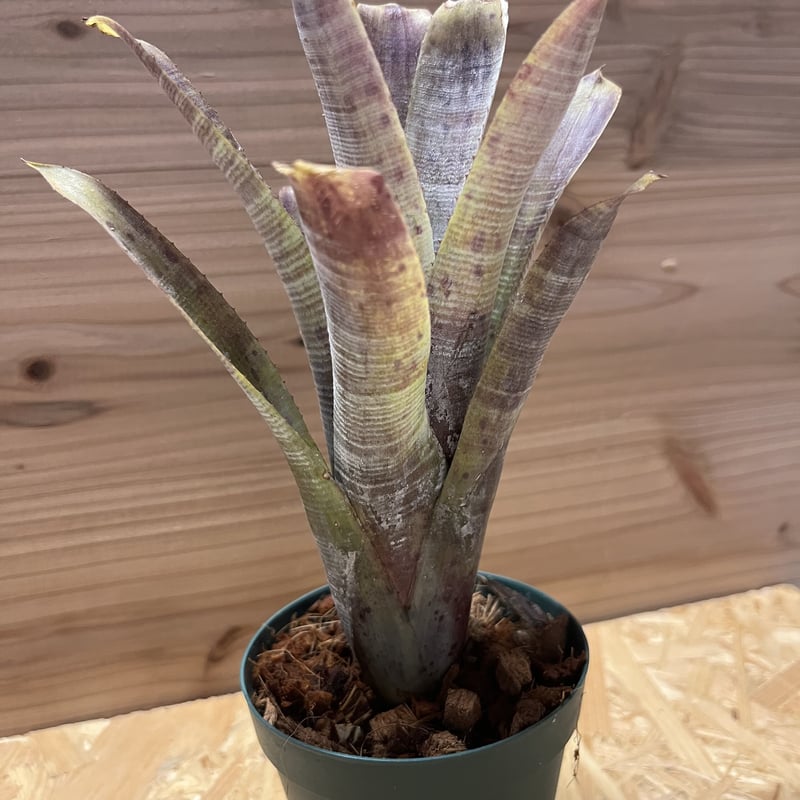 ネオレゲリア パウシフローラ スーパーホワイトクローン | GREEN LUCK