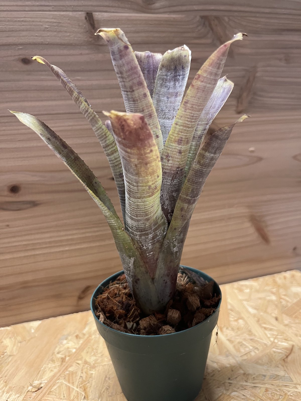 ネオレゲリア パウシフローラ スーパーホワイトクローン | GREEN LUCK