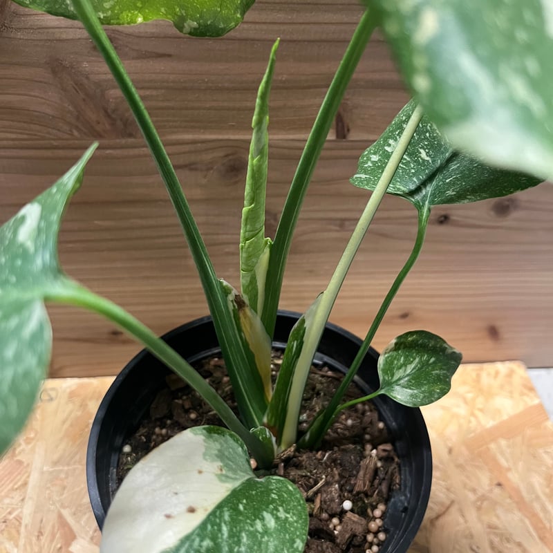 モンステラ斑入り イエローモンスター 3株 期間限定特別価格 番号