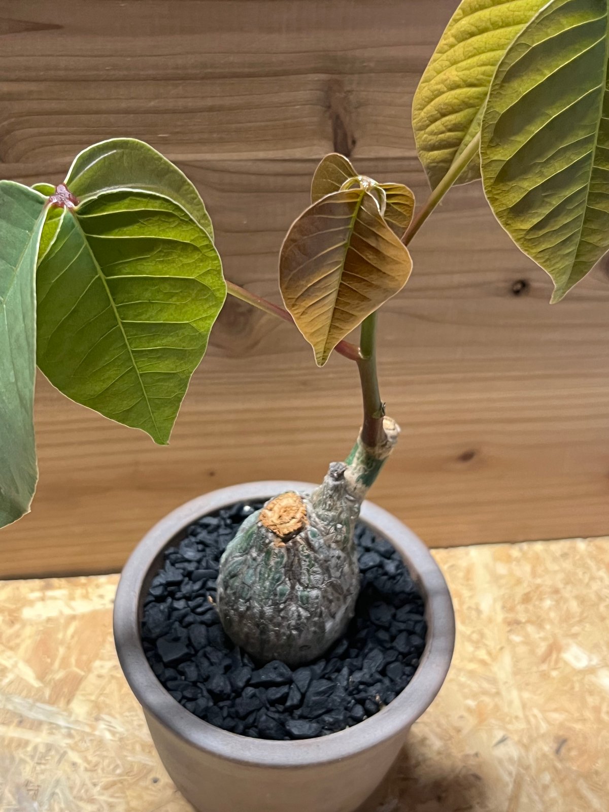 プセウドボンバックス エリプティクム×伝市鉢 | GREEN LUCK