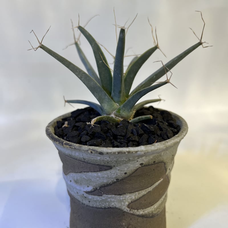 レウクテンベルギア プリンキピス 晃山×信楽鉢 | GREEN LUCK