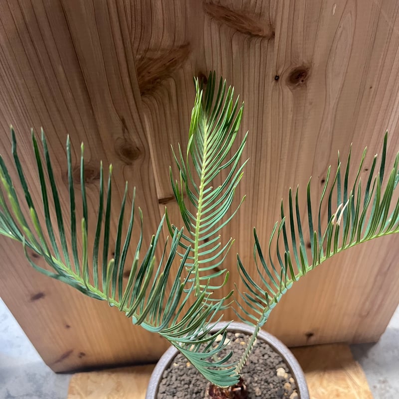 サイカス　カイルンシアナ　観葉植物　ソテツ　珍奇植物　現地球 サイカス カイルンシアナ×伝市鉢 登窯 | GREEN LUCK