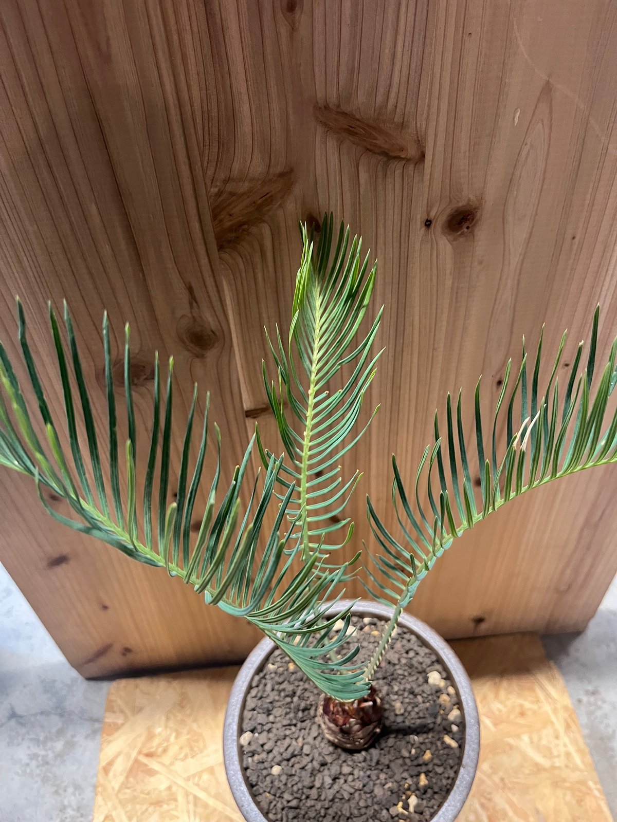 サイカス　カイルンシアナ　観葉植物　ソテツ　珍奇植物　現地球 サイカス カイルンシアナ 観葉植物 ソテツ 珍奇植物 現地球 楽天