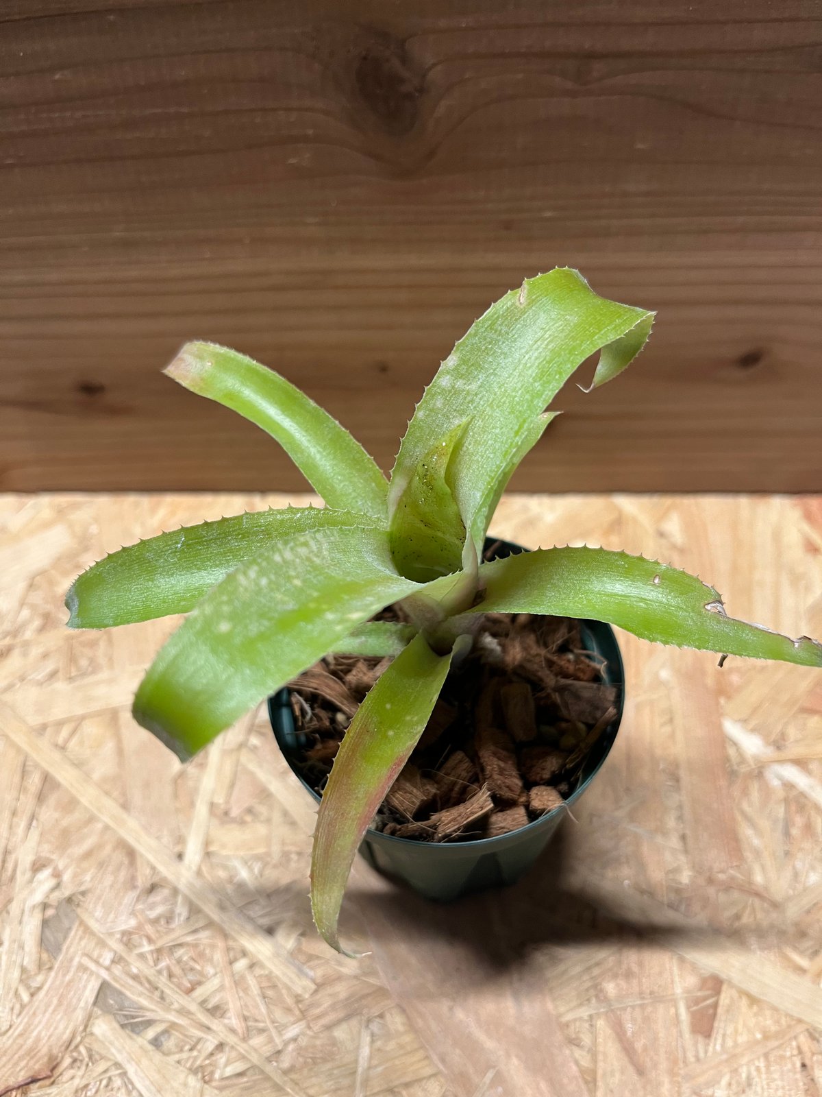 ビルベルギア オバケ | GREEN LUCK