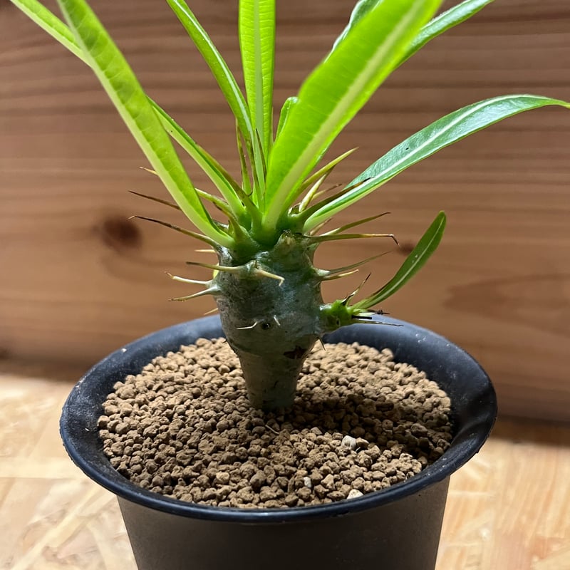 パキポディウム アンボンゲンセ | GREEN LUCK