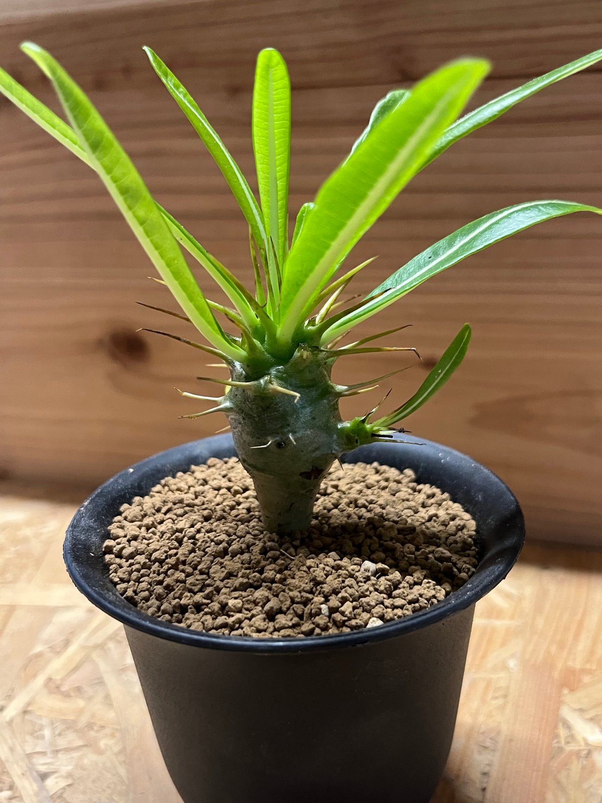 パキポディウム アンボンゲンセ | GREEN LUCK